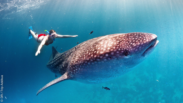 Des vacances kitesurf au Mozambique, avec possibilité de plongée et snorkeling magnifiques