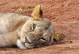 Votre aventure safari au Kenya - voyages adékua
