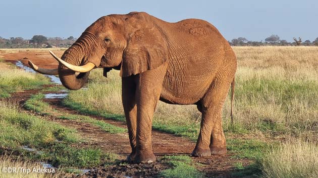 Votre séjour kite au Kenya avec Safari