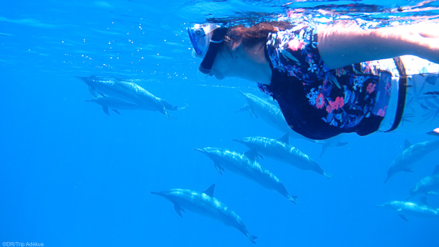 Snorkeling au milieu des dauphins en mer Rouge